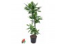 Dracaena fragrans cintho Dracaena Cintho 90-60-30-154 pp