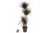 Dracaena marg. magenta Dracaena Magenta 90-60-30-154 pp