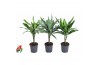 Dracaena mix Dracaena mix stam 15cm P13pp
