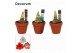 Hippeastrum Mix 2 Knop Terracotta Steen OP (Decorum) 