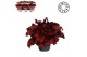 Begonia blad rex kohala red Bladbegonia Rex Kohala Red MUST HAVE1 pp 