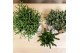 Rhipsalis mix Kolibri Greens Rhipsalis mix in Mozaiek pot1 pp 