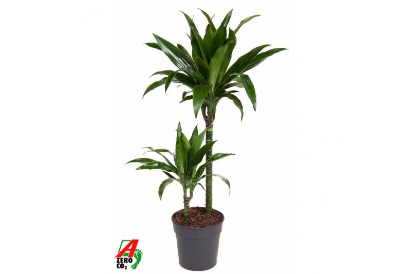 Dracaena fragr. janet craig Dracaena Janet Craig 45-152 pp 