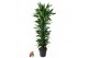 Dracaena fragr. janet lind Dracaena Janet Lind vertakt P34pp 