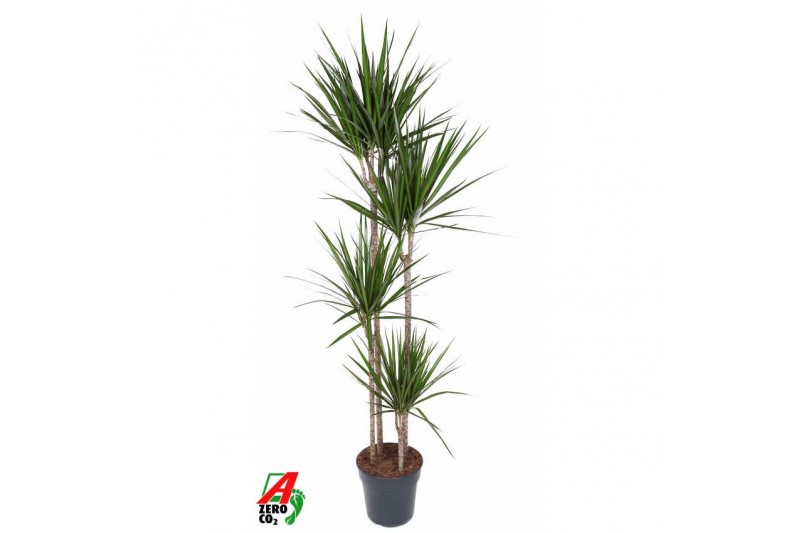 Dracaena marginata Dracaena Marginata 120-90-60-30pp 