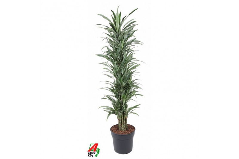 Dracaena fragr. der. warneckei Dracaena Warneckei vertakt P341 pp 