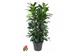 Ficus cyathistipula Ficus Cyatistipula 3PP P343 pp