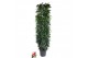 Ficus Ficus Alii King zuil P35 (NO GAP)pp 