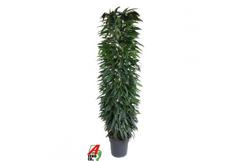 Ficus Ficus Alii King zuil P35 (NO GAP)pp 