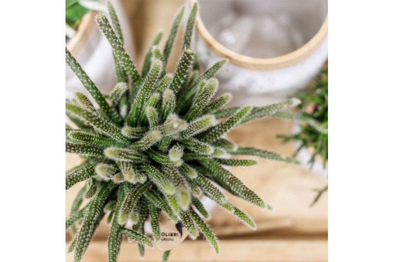 Rhipsalis mix Kolibri Greens Rhipsalis mix in Diabolo pot mix1 pp 