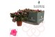 Rhododendron simsii roze Azalea Flandresse® roze 30 - 32 cmcm diameter 