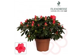 Rhododendron simsii rood Azalea Flandresse® rood 30 - 32 cmcm diameter