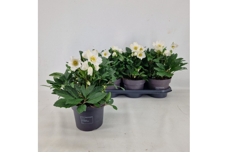 Helleborus niger Viv Viktor Helleborus "Niger" Viktor 19 cm 30 bl. 1 p 