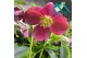 Helleborus orientalis Helleborus Orientalis Early Red 12 cm 10 bl. 1 p 