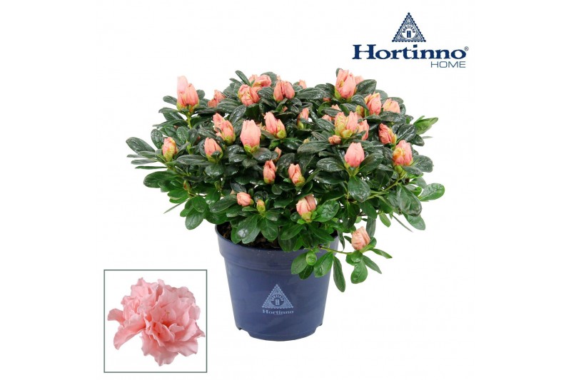 Rhododendron simsii hortinno christine matton Hortinno® Home Christine 