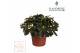 Rhododendron simsii wit Azalea Flandresse® wit 17+ cmcm diameter  pp 