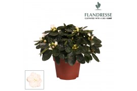 Rhododendron simsii wit Azalea Flandresse® wit 17+ cmcm diameter  pp