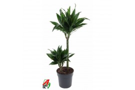 Dracaena fragr. compacta green jewel Dracaena Green Jewel 45-15pp