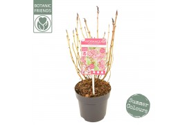 Hydrangea serrata Hydrangea serrata Euphoria Pink5 bl.