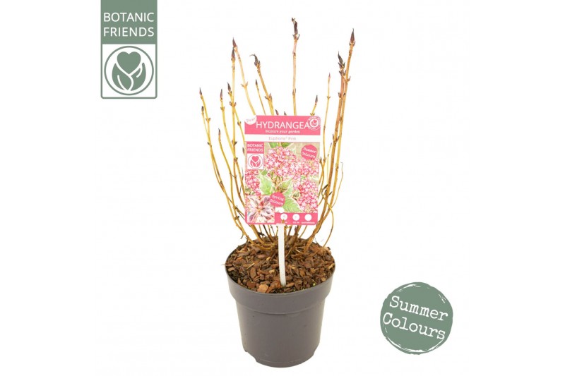 Hydrangea serrata Hydrangea serrata Euphoria Pink5 bl. 