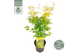 Acer palmatum orange dream Acer palm. Orange Dream