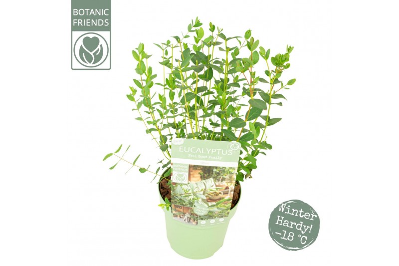 Eucalyptus parvula Eucalyptus parvifolia Oliva 