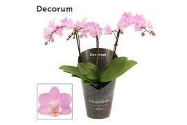 Phalaenopsis multiflora roze Phalaenopsis dazzling Cotton Candy 3-4 ta