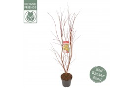 Acer palm.sangokaku Acer palm. Sangokaku C14 struik