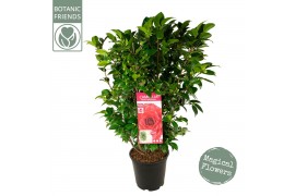 Camellia japonica Camellia jap. Black Lace50 bl.