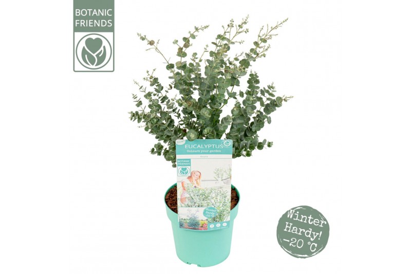 Eucalyptus gunnii  azura Eucalyptus gunnii Azura® 