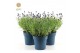 Lavandula angustifolia felice Lavandula ang. Felice® Collection P15 