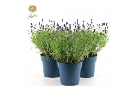 Lavandula angustifolia felice Lavandula ang. Felice® Collection P15