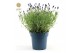 Lavandula angustifolia felice Lavandula ang. Felice® Collection P15 