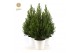Picea glauca december Picea gl. December® P19 50/60 in Pot White 