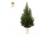 Picea glauca december Picea gl. December® P19 50/60 in Pot White 