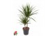 Dracaena marginata Dracaena Marginata 30-10pp 