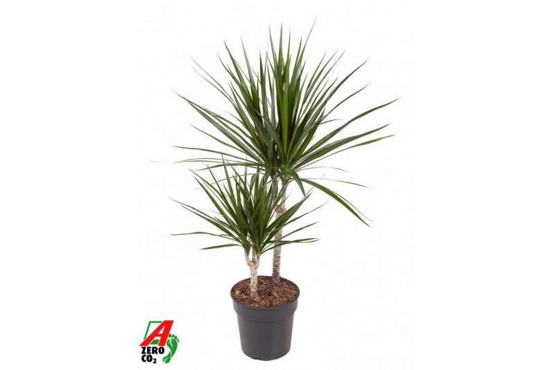 Dracaena marginata Dracaena Marginata 30-10pp 