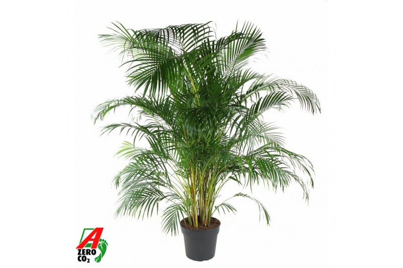 Dypsis lutescens Dypsis Lutescens(Areca) P3420 pp 