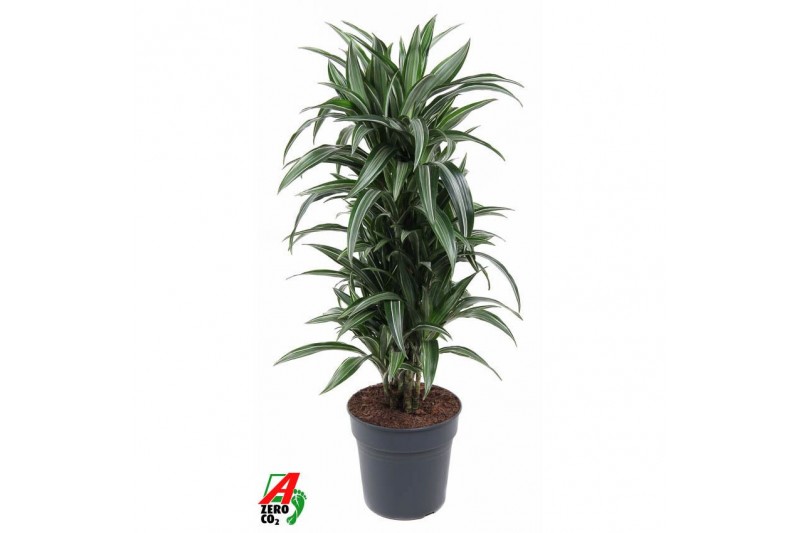 Dracaena fragr. der. ulises Dracaena Ulises vertakt P271 pp 