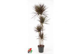 Dracaena marg. magenta Dracaena Magenta 120-90-60-30pp