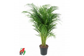 Dypsis lutescens Dypsis Lutescens(Areca) P21-10015 pp