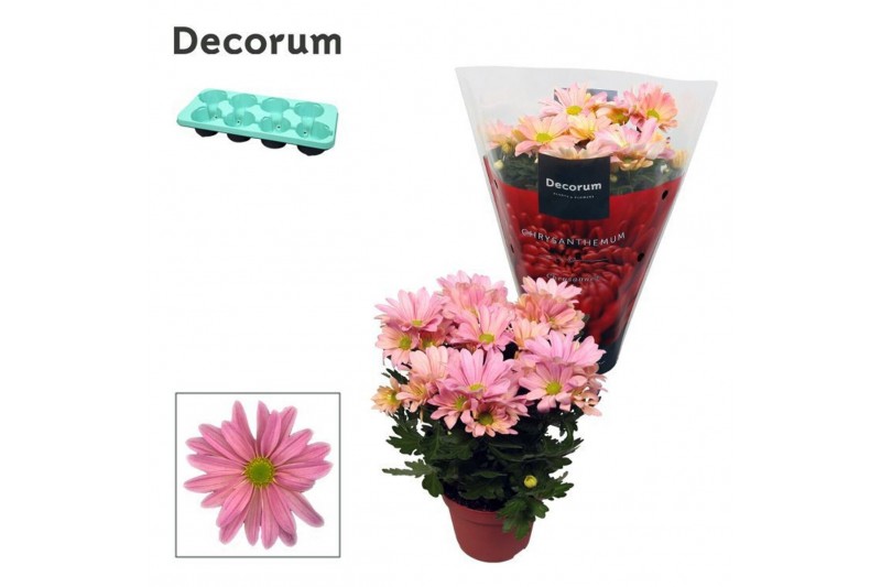 Chrysanthemum breeze princess Chrysanne® Margarita Pink3 pp 