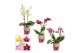 Phalaenopsis multiflora mix Phalaenopsis multiflora 2 tak mix (Scenza) 