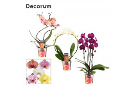 Phalaenopsis mix Phalaenopsis vormen mix 2 tak (Decorum)14 bl. 2 tak/p