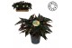 Begonia maculata Maculata Black Forest MUST HAVE5 pp 