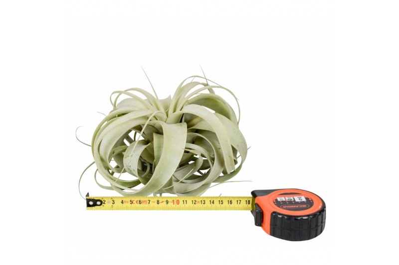 Tillandsia xerographica Tillandsia xerographica x6overige bl. 