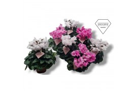 Cyclamen pers. super serie merengue Cyclamen Exclusive® Merengue Roze 