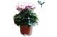 Cyclamen pers. metis victoria Cyclamen Premium Victoria Wit Roze 10 GA 