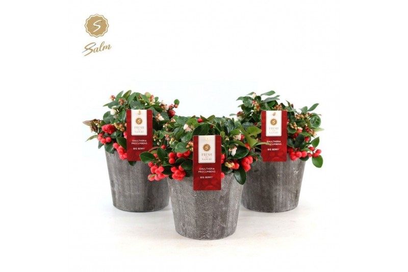 Gaultheria procumbens big berry Gaultheria pr. Big Berry® P12 in Wood  