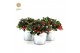 Gaultheria procumbens big berry Gaultheria pr. Big Berry® P15 in Zinc  